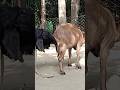 Lots Of Two Goats They Do Very Eautiful Surprising Shoots Which We Enjoy May 15 2023