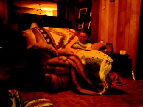 Crazy Dottie - Dog Playing Video