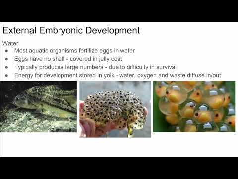 AP Bio Prep -  Reproduction I