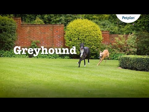 image-Are Greyhounds gentle dogs?