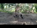 Suara Burung Murai Kampung Si Selumbar