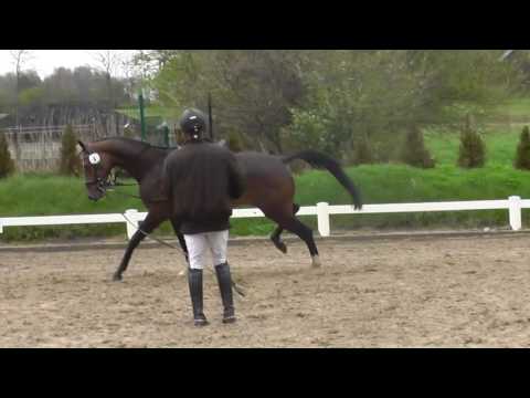 Holsteiner State Premium mare with mare test by URIKO x Carpaccio 27.4.16 (*2013)