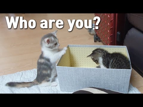 How does a Kitten React when It First Meets a Stray Cat?