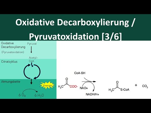 Oxidative Decarboxylierung / Pyruvatoxidation [Zellatmung, 3/6] - [Biologie, Oberstufe]