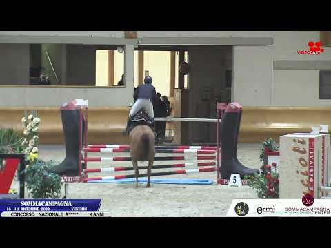 Hypnotic JT Z 2018 (Halifax van het Kluizebos x Carthago)