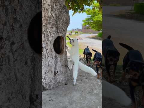 Allah ki madad #viral #trending #اكسبلور #لايك #تصميمي #متابعه #اغاني #ytshorts # #india #sad