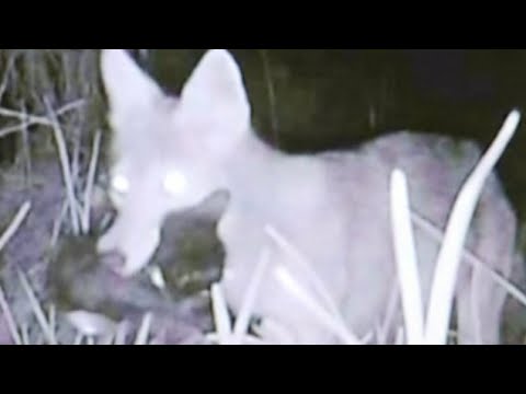 How to keep animals safe from coyotes