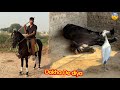 TIRAZ NY DOKHA DE DIYA