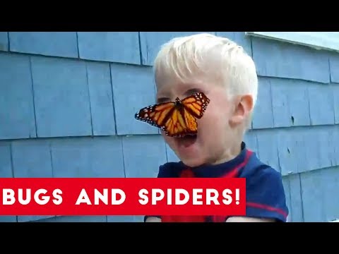 Funniest Insects and Spiders of 2017 | Funny Pet Videos