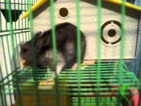 Zuzu-hamsterul Mirunei Silvas