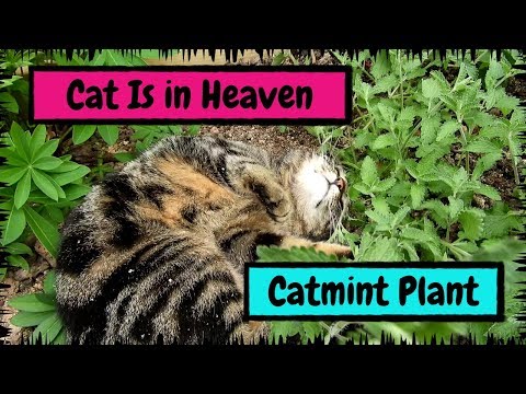 My Cat Is in Heaven after Finding the Catmint Plant