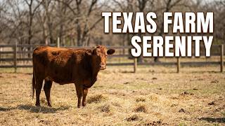 Texas Cows Roam the Pasture & Woods at Midday | 30 Min Relaxing Farm Sounds | Spring Farm Life