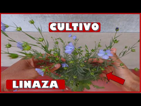 , title : 'APRENDE A CULTIVAR PLANTAS DE LINAZA - LINO EN MACETAS'