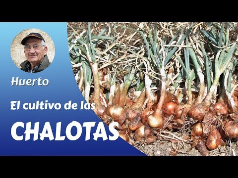 download lagu mp3 mp4 Que Son Los Chalotes, download lagu Que Son Los Chalotes gratis, unduh video klip Que Son Los Chalotes