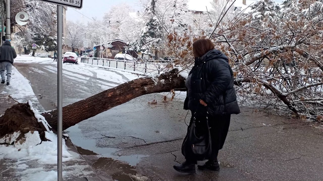 Счупени клони и паднали дървета заради снега затвориха улици в Хасково и областта