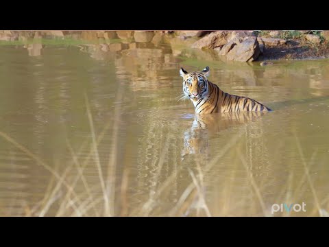 Searching for the Illusive Tiger ('The Operatives' Season 2 Episode 9 Clip)