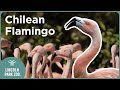 Put Your Chilean Flamingo Knowledge To The Test With These 3 Facts