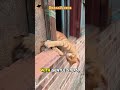 The Mouse Was Scared Even Though The Cat Just Wanted To Hug Him Funny Funnyvideo Reupload Cat