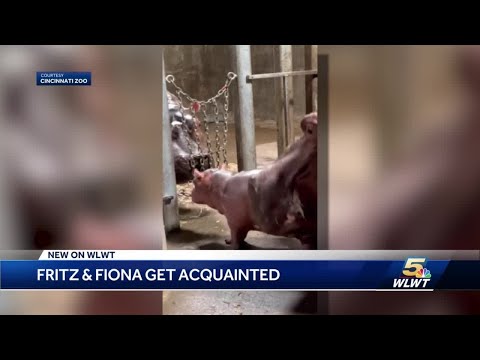 WATCH: Cincinnati Zoo's hippo siblings Fiona, Fritz get to know each other