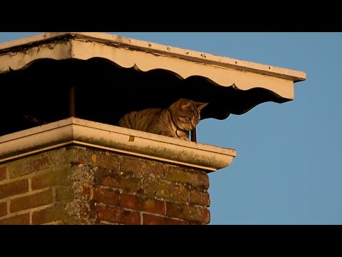 Kat door brandweer uit schoorsteen gehaald Trekweg - N910 Kollum