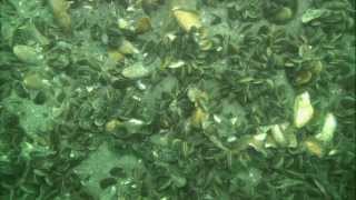 Classifying Coastal Marine System Habitats - Jamaica Bay (April 2013)