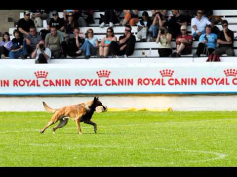 MS FCI 2013 Roudnice nad Labem