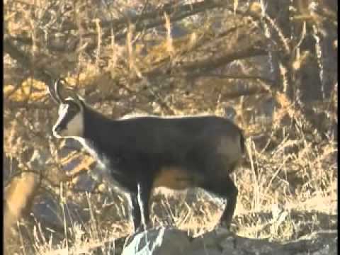 ONDA TG 25.07.2013 - CONTINUANO I SUCCESSI NELL'AMBITO DEL PROGETTO LIFE COORNATA