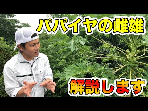 パパイヤの植物、本物のパパイヤ 植物