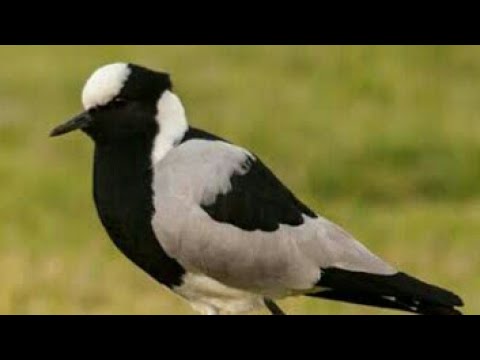 Psycho birds/Kiewiet attacking us at Wasgoed Spruit!