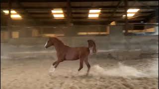 THE LONGHOUSE SUN KING