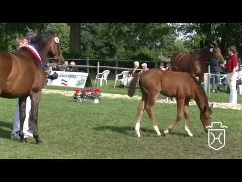 Holsteiner Fohlenchampionat 2016 - Segeberg - Siegerstutenring