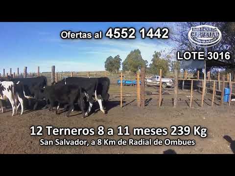 Lote 12 Terneros 8 HO - 4 AA 239 Kgkg -  en San Salvador, a 8 Km de Radial de Ombues