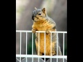 Shirley and Squirrely  -  Hey Shirley  This Is Squirrely