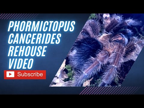 Sklípkavec haitský (Phormictopus cancerides) — video o chove a starostlivosti