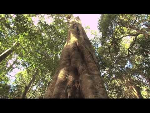 The Great South East & Rainforest Tours Australia