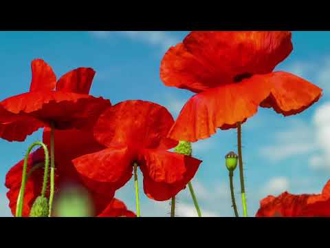 Himno #371 Jesús te ama.