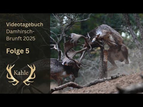 Abnormer Damhirsch am letzten Jagdtag – Rüdiger hatte Jagderfolg! Damhirschbrunft in Ungarn | Tag 5