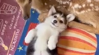 Download lagu Falling in love (Pet's) mp3