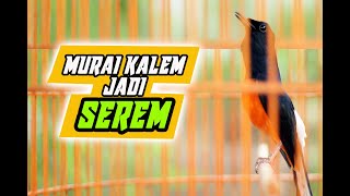 Download lagu PANCINGAN murai batu ikut NYAUT tambah GACOR  bonus BONGKAR ISIAN mp3
