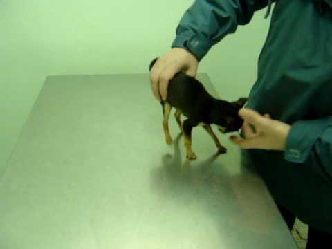 Ciò che minaccia gonarthromeningitis Trattamento della malattia degenerativa del disco in gravidanza