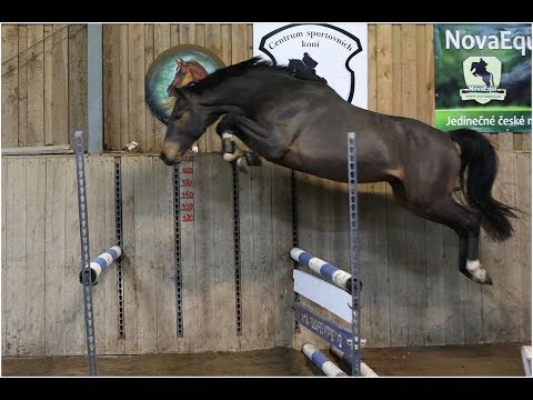---SOLD---Bellicor, 2015, Bellini Royal x Numero Uno, free jumping  - auction 12-17