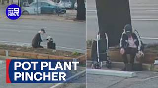 Flower pincher caught green-handed on CCTV | 9 News Australia