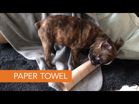 download lagu mp3 mp4 French Bulldog Tea Towel, download lagu French Bulldog Tea Towel gratis, unduh video klip French Bulldog Tea Towel