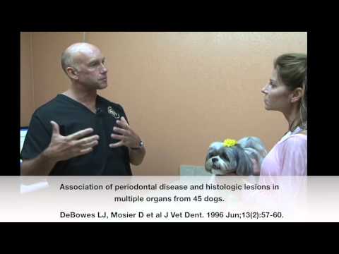 Veterinary Dentist Explains Periodontal & Systemic Disease Connection in Dogs & Cats