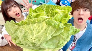 やべっ!バレた! - 【大食い】キャベツ1玉食べ切るまで帰れません!!