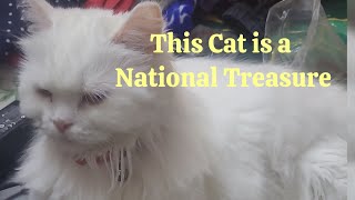 All About Turkish Angora Cat.