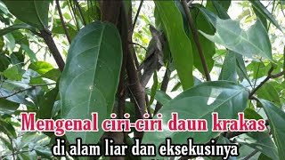 Download lagu MENGENAL CIRI CIRI KRAKAS DI ALAM LIAR DAN PENDONGKELANYA#bahanbonsai#krakas#wongbebasmbolang mp3