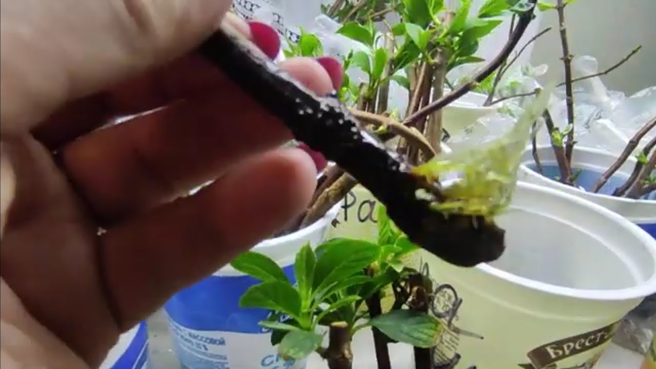 Укорененные Черенки Гортензии Купить Оптом