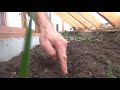 Planting Chard In The Greenhouse Seeds From Italy Heirloom Non GMO Geothermal Greenhouse