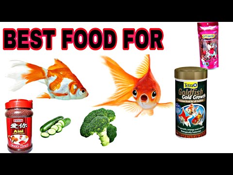 Best Food For Goldfish